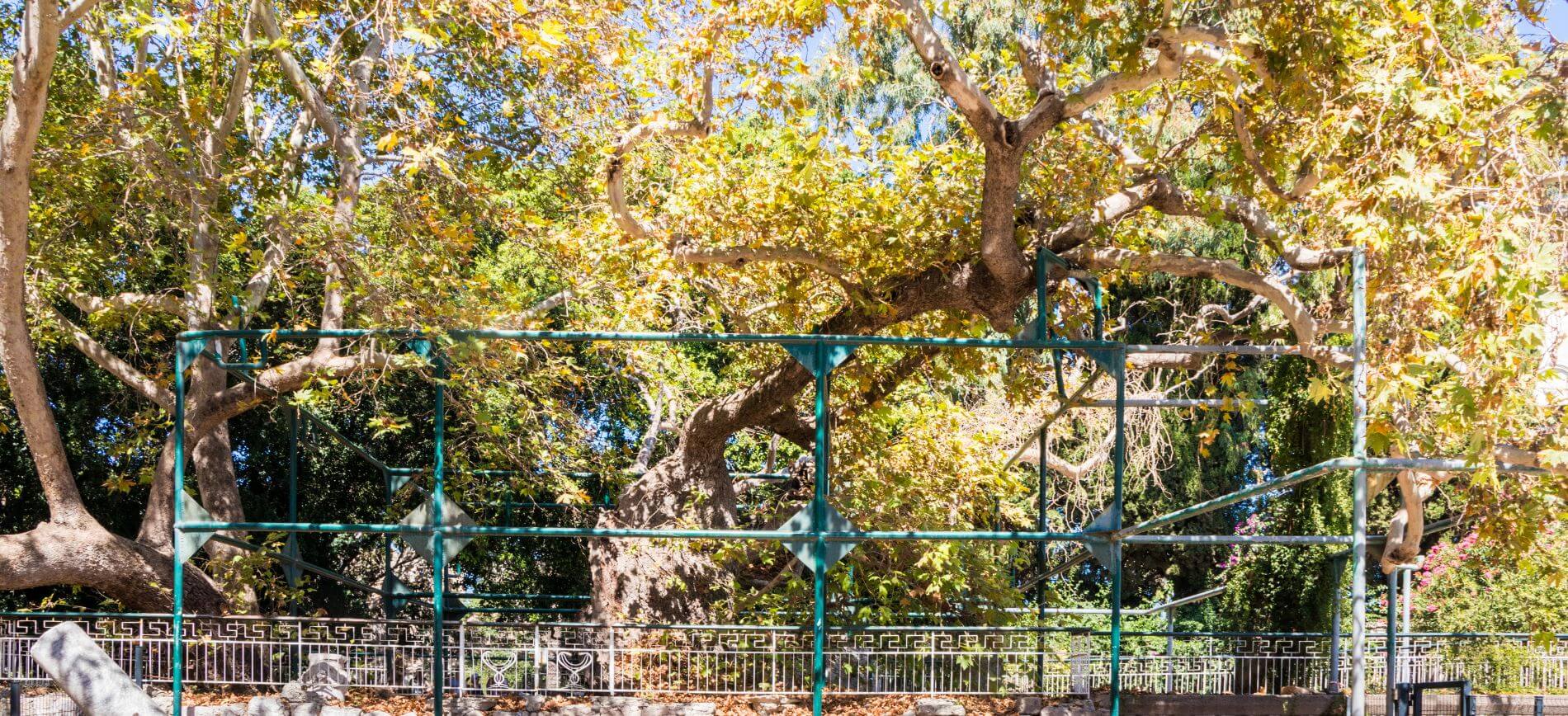 Plane Tree of Hippocrates